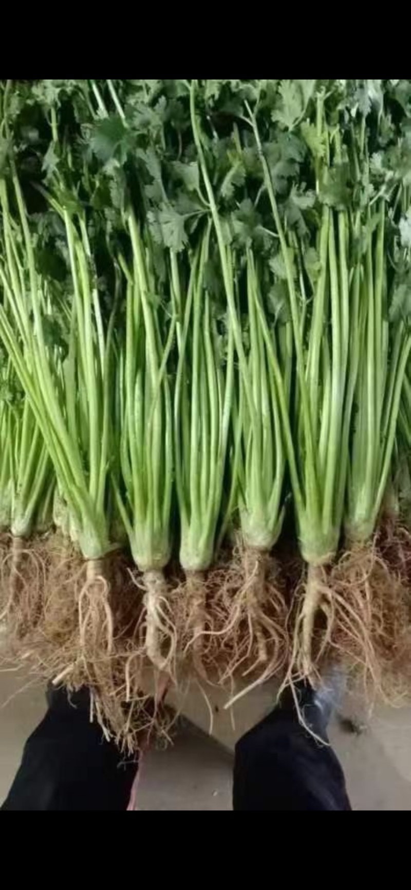 安丘精品铁杆青香菜大量上市，欢迎全国各地客户前来采购！