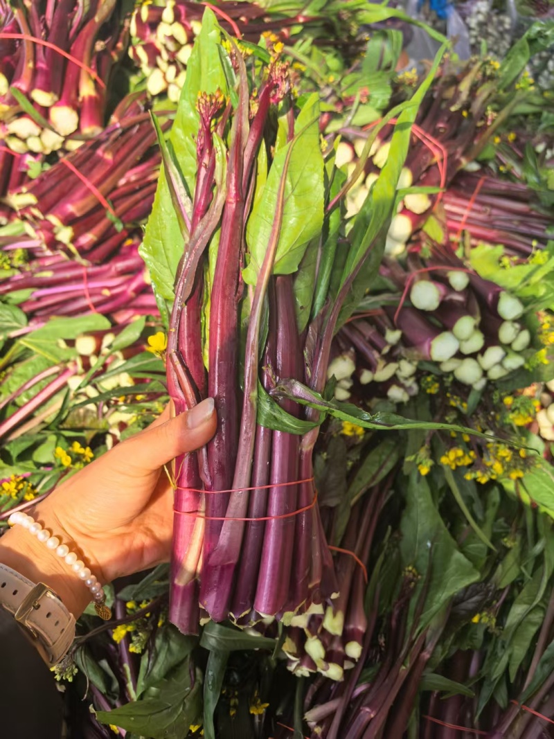 红菜苔红菜芯紫菜苔红油菜油菜苔湖北精品菜苔
