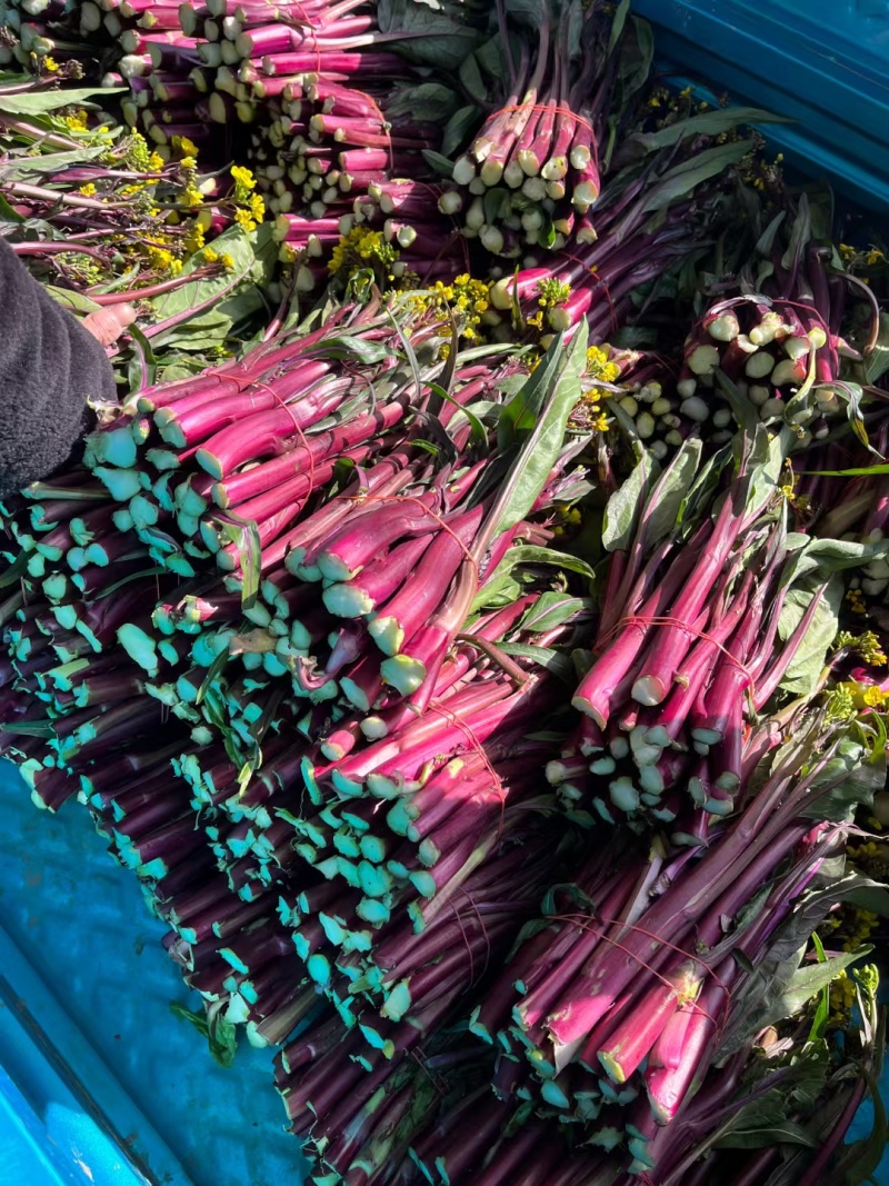 红菜苔红菜芯紫菜苔红油菜油菜苔湖北精品菜苔