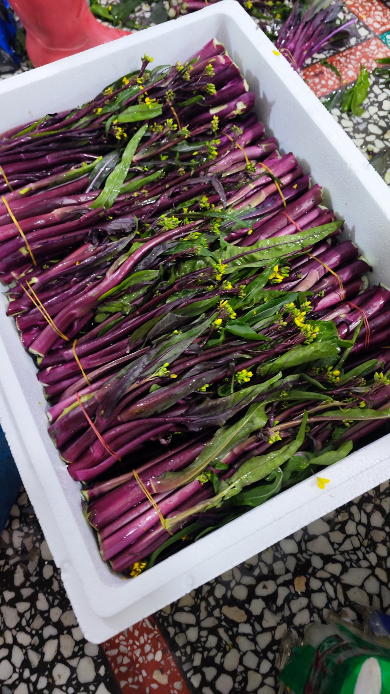 红菜苔红菜芯紫菜苔红油菜油菜苔湖北精品菜苔