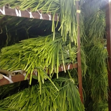 大量供应优质蒜苔