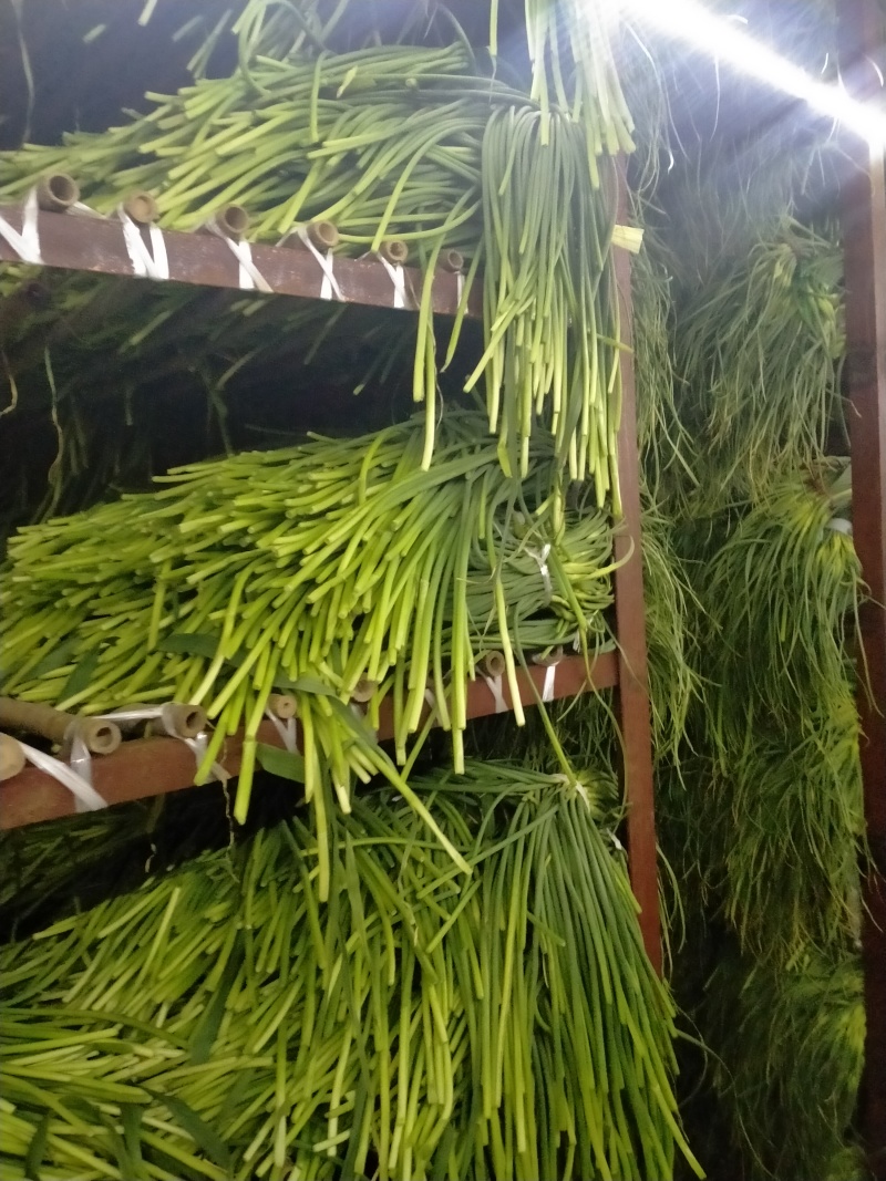 大量供应优质蒜苔