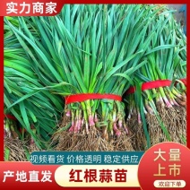 红根蒜苗湖北宜昌蒜苗基地直发一手货源支持视频