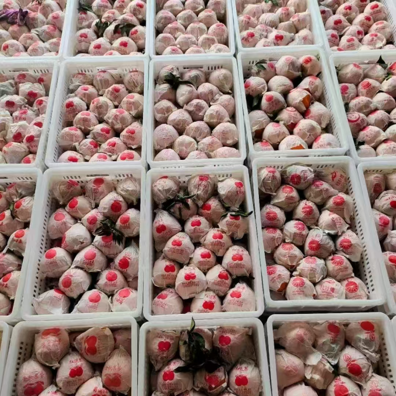 四川耙耙柑产地一手货源，果园现摘直发，视频看货