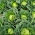 包菜奥奇娜扁包菜湖北精品包菜基地直发可支持视频看货