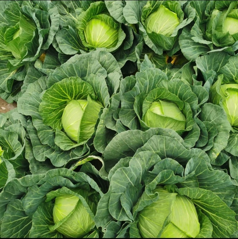包菜奥奇娜扁包菜湖北精品包菜基地直发可支持视频看货
