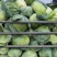包菜奥奇娜扁包菜湖北精品包菜基地直发可支持视频看货