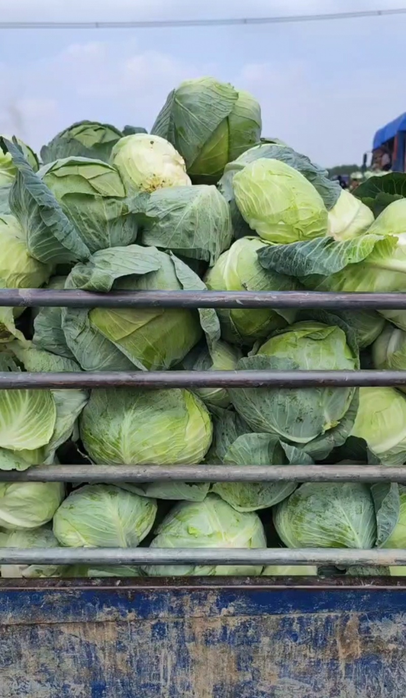 包菜奥奇娜扁包菜湖北精品包菜基地直发可支持视频看货