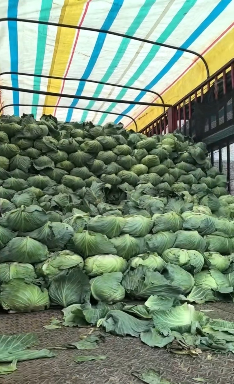 包菜奥奇娜扁包菜湖北精品包菜基地直发可支持视频看货