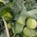 包菜奥奇娜扁包菜湖北精品包菜基地直发可支持视频看货