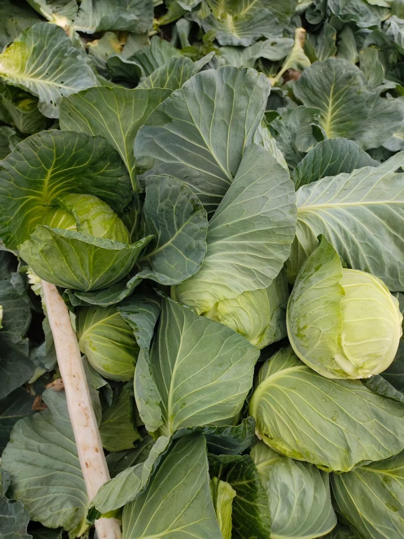 包菜奥奇娜扁包菜湖北精品包菜基地直发可支持视频看货