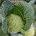 包菜奥奇娜扁包菜湖北精品包菜基地直发可支持视频看货