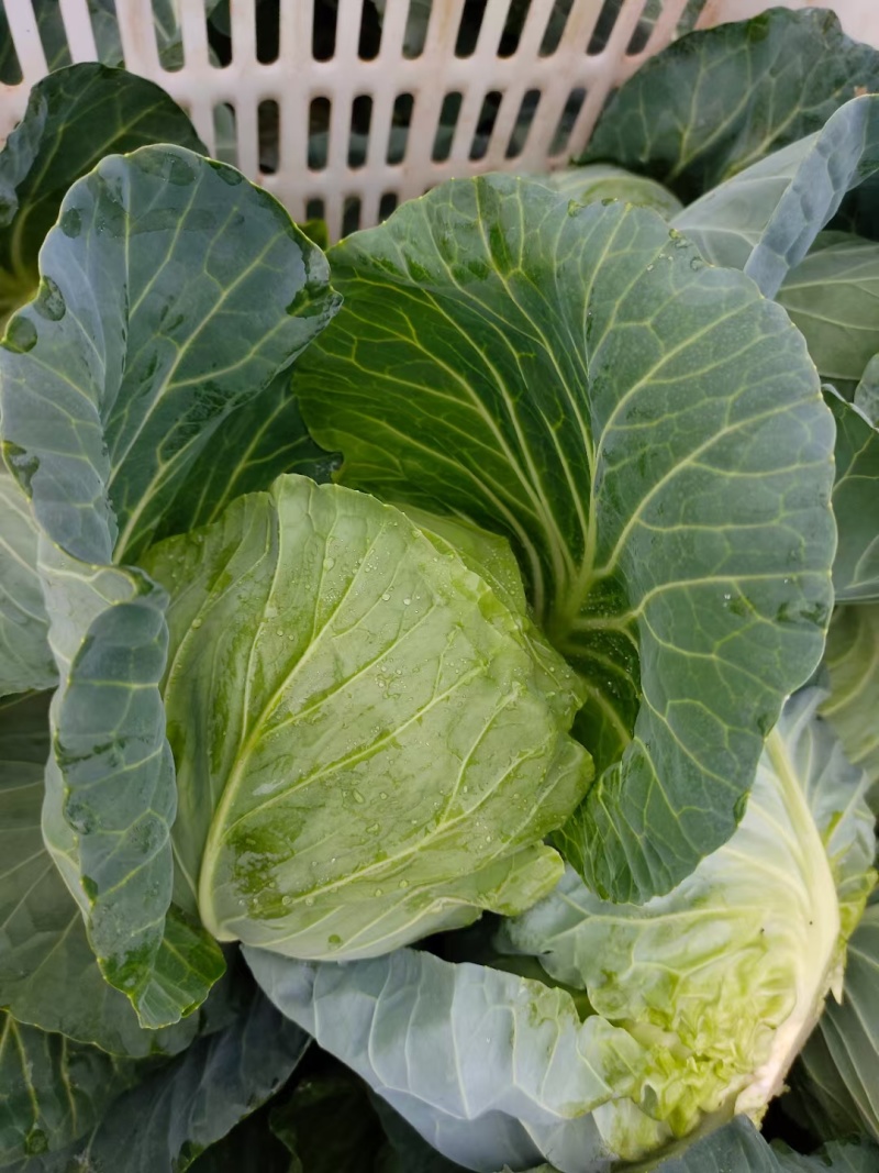 包菜奥奇娜扁包菜湖北精品包菜基地直发可支持视频看货