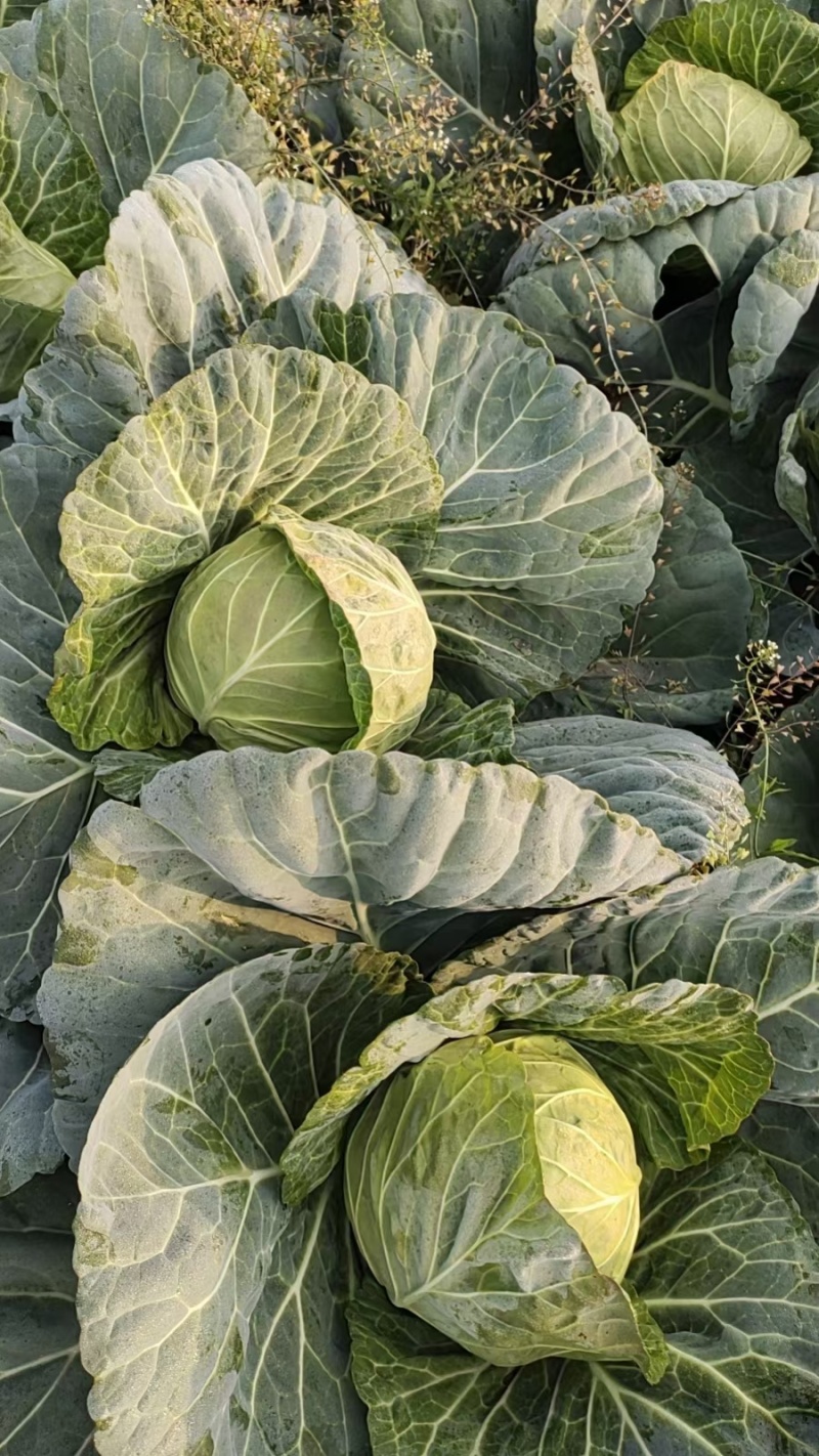 包菜奥奇娜扁包菜湖北精品包菜基地直发可支持视频看货