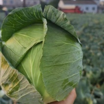 包菜奥奇娜扁包菜湖北精品包菜基地直发可支持视频看货