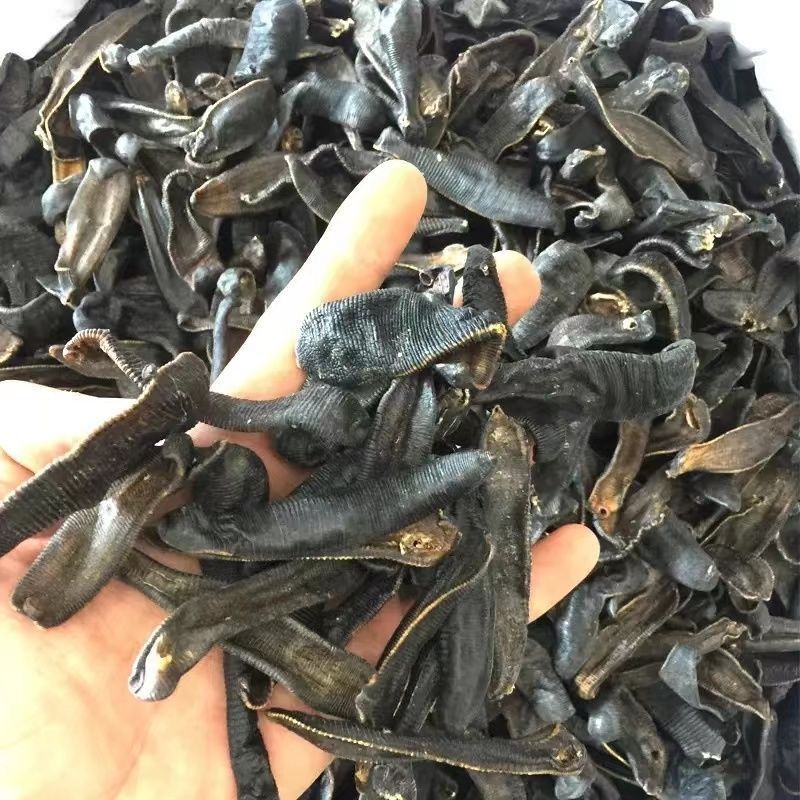 正品中药材干货另有清水吊干水蛭