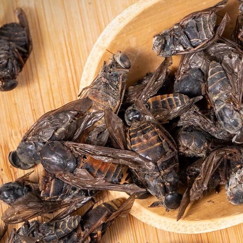 精选正品牛虻优质牛虻药大个牛虻虫新货牛虻晒干散装