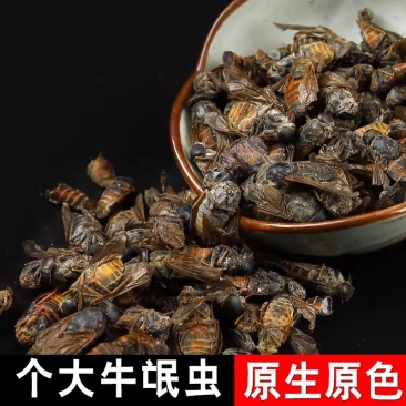 精选正品牛虻优质牛虻药大个牛虻虫新货牛虻晒干散装