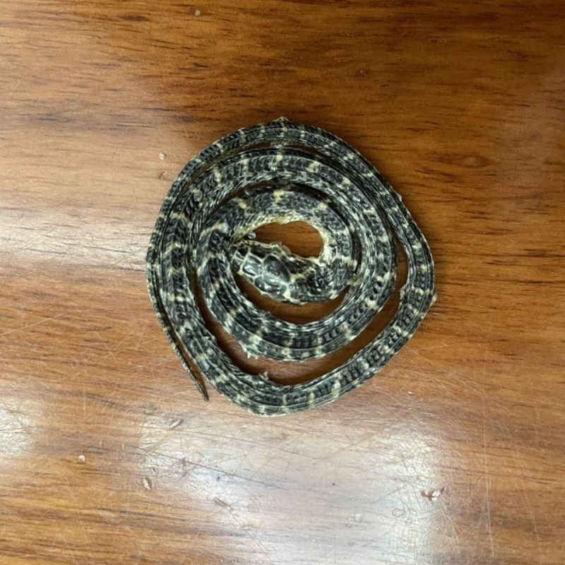 金钱白花蛇正品金钱百小花蛇干中祁练蛇小白花蛇