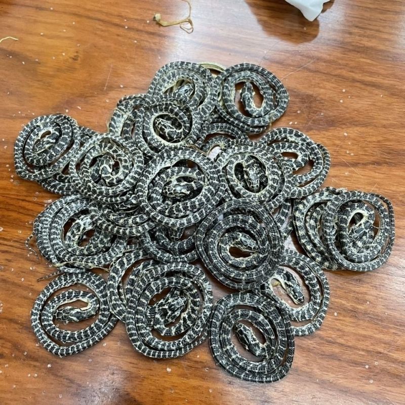 金钱白花蛇正品金钱百小花蛇干中祁练蛇小白花蛇