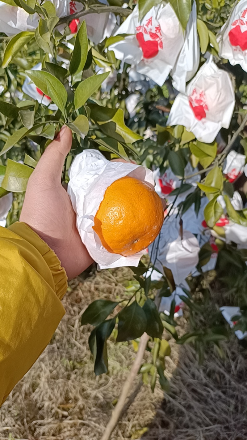 耙耙柑