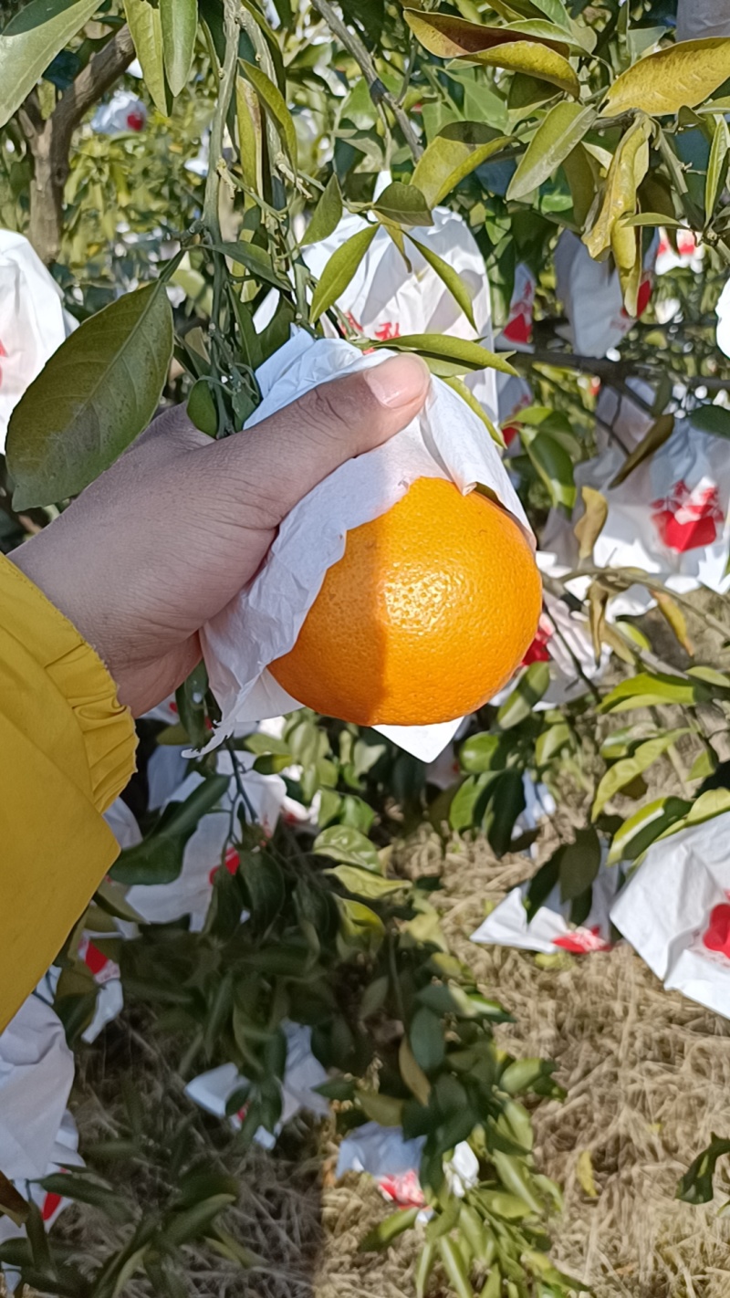 耙耙柑