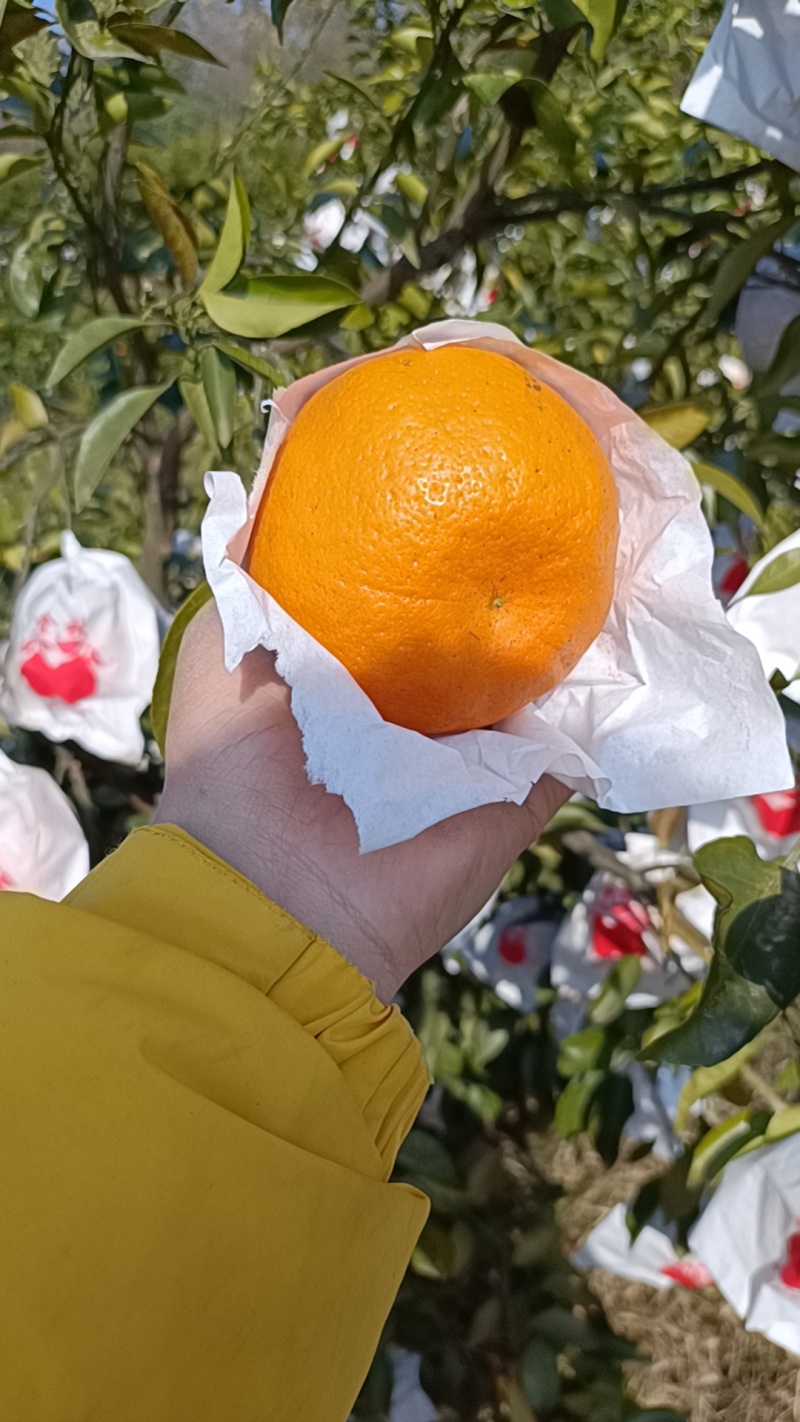 耙耙柑