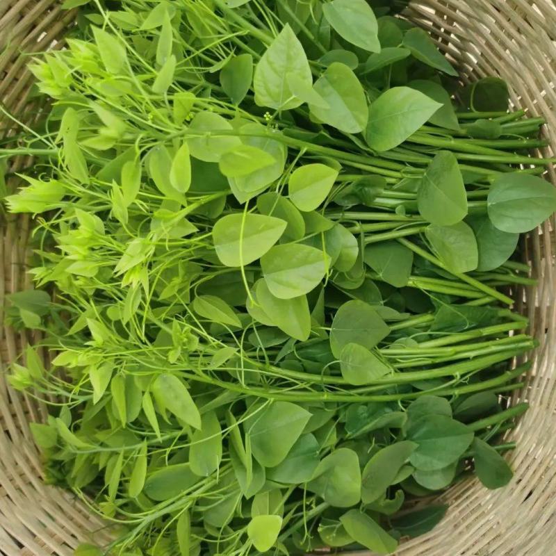 广西龙须菜