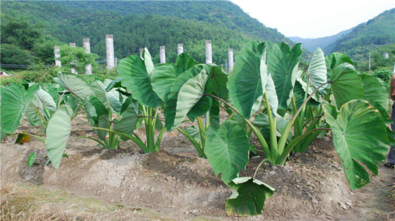 山东毛芋头种8520供应放种包回收全程州助种植