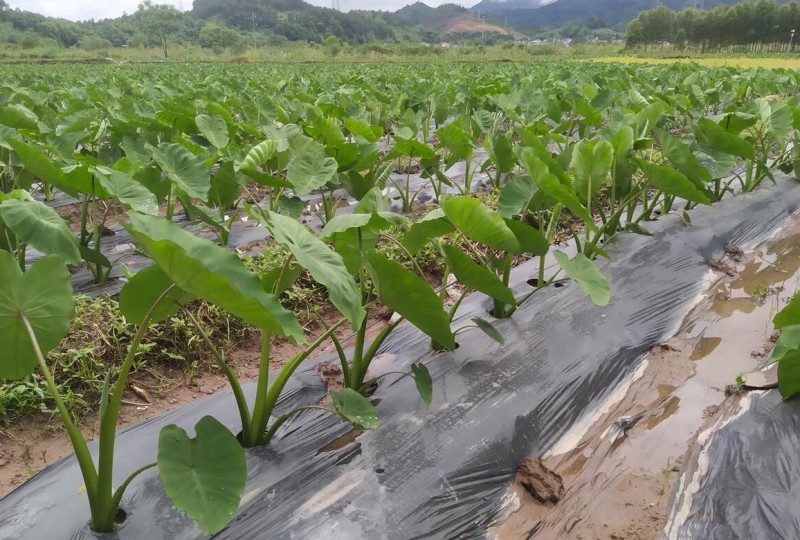 山东毛芋头种8520供应放种包回收全程州助种植