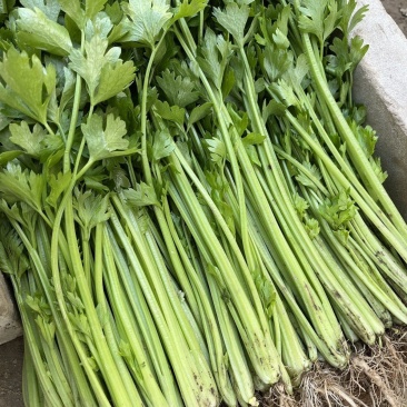 四季小香芹种子香芹脆芹种子籽高产早熟脆嫩芹菜籽大田庭院蔬