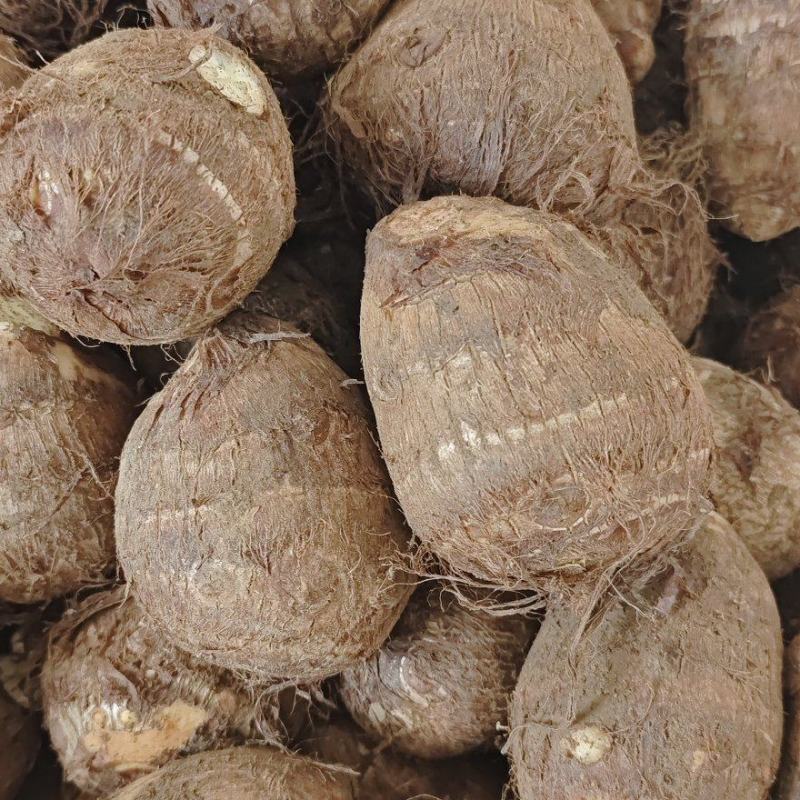 山东毛芋头种8520供应放种包回收全程州助种植