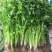 四季小香芹种子香芹脆芹种子籽高产早熟脆嫩芹菜籽大田庭院蔬