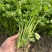 四季小香芹种子香芹脆芹种子籽高产早熟脆嫩芹菜籽大田庭院蔬