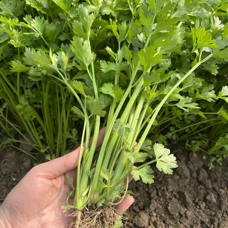 四季小香芹种子香芹脆芹种子籽高产早熟脆嫩芹菜籽大田庭院蔬