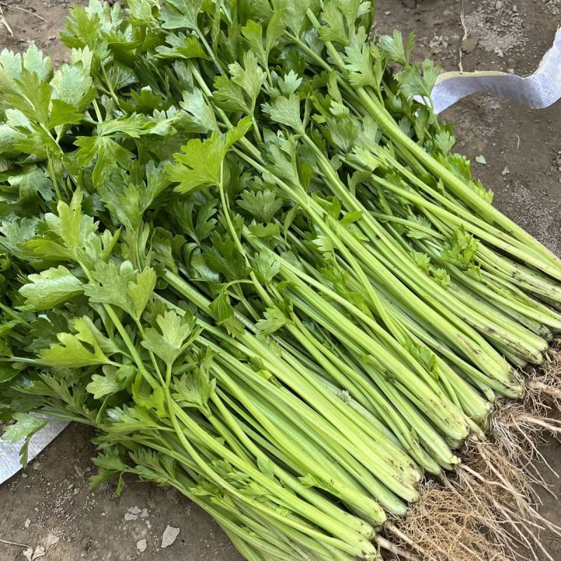 四季小香芹种子香芹脆芹种子籽高产早熟脆嫩芹菜籽大田庭院蔬