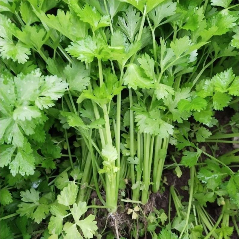 四季小香芹种子香芹脆芹种子籽高产早熟脆嫩芹菜籽大田庭院蔬