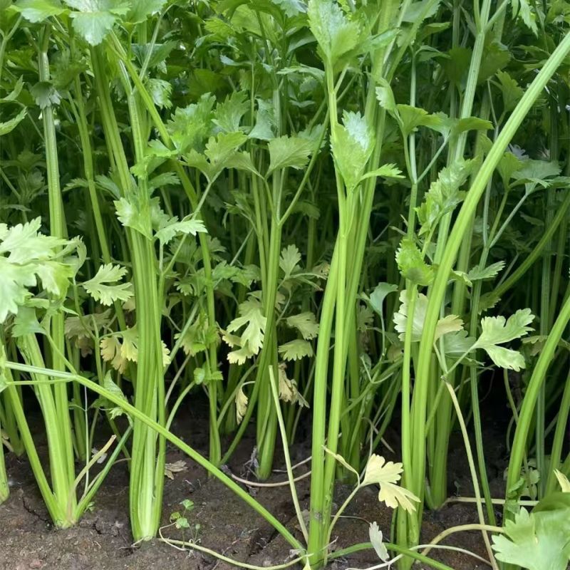 四季小香芹种子香芹脆芹种子籽高产早熟脆嫩芹菜籽大田庭院蔬