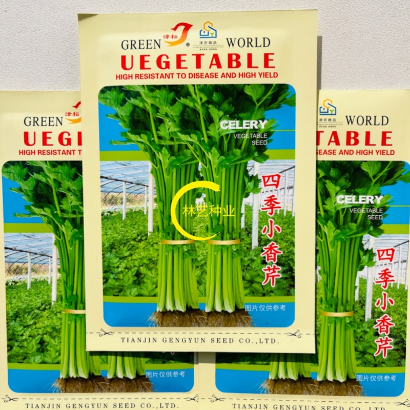 四季小香芹种子香芹脆芹种子籽高产早熟脆嫩芹菜籽大田庭院蔬