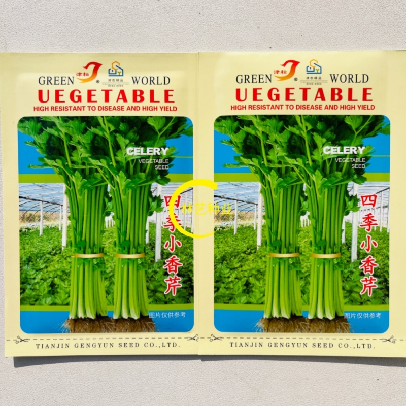 四季小香芹种子香芹脆芹种子籽高产早熟脆嫩芹菜籽大田庭院蔬