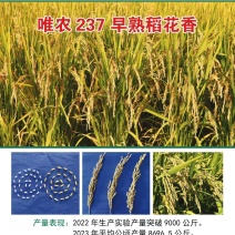 东北大米，寒地水稻