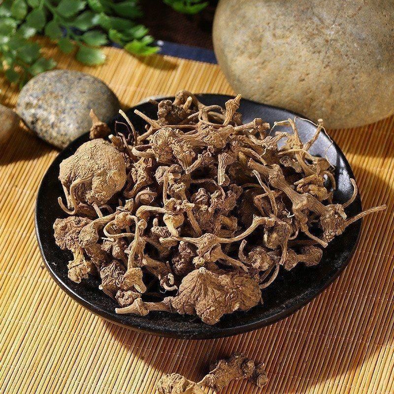 云南野生中药材珠儿参珠子参