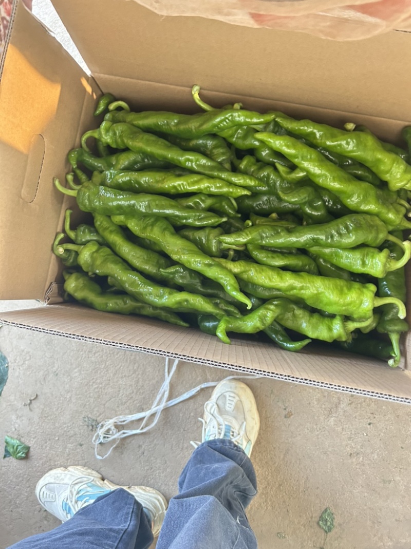 广东拢椒，量大优惠，一手货源基地直发，可供应全国各地