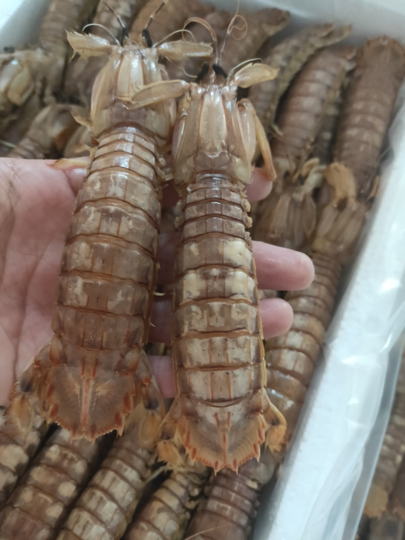 熟冻皮皮虾，自做自销，质量保证，价格合理