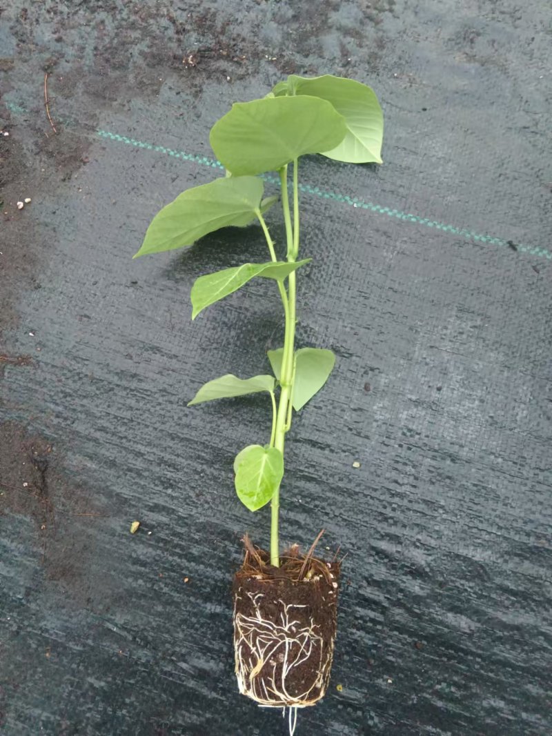 热情果苗