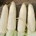 万糯188玉米种子甜加糯型鲜食中熟大棒白甜糯玉米种子