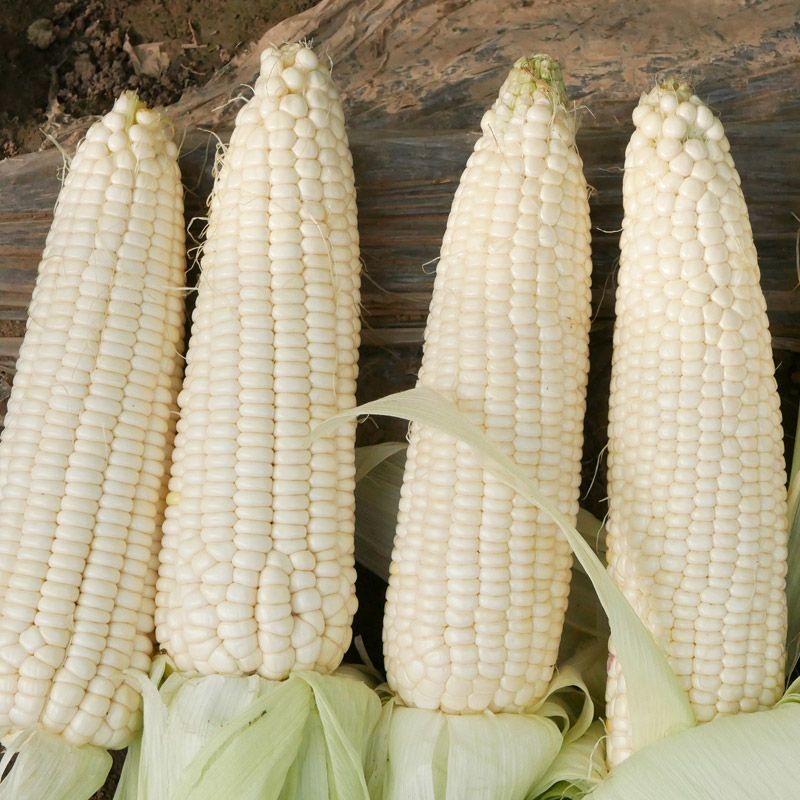 万糯188玉米种子甜加糯型鲜食中熟大棒白甜糯玉米种子