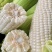 万糯188玉米种子甜加糯型鲜食中熟大棒白甜糯玉米种子