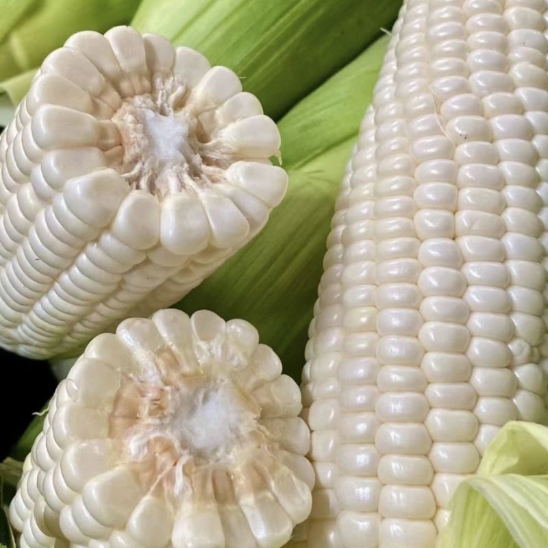 万糯188玉米种子甜加糯型鲜食中熟大棒白甜糯玉米种子