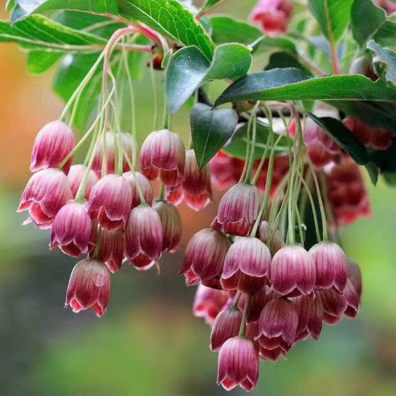 吊钟花